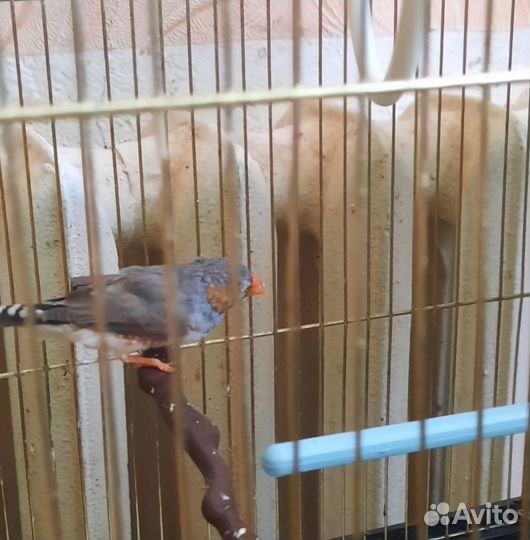 Амадина самец