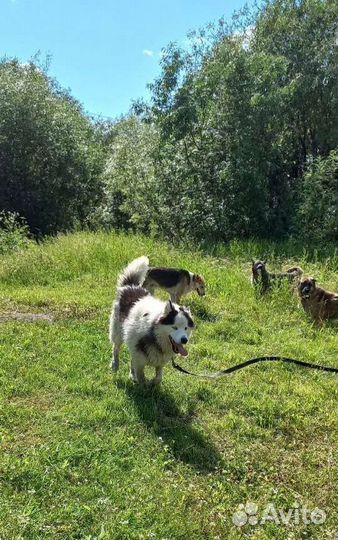 Сэм ищет дом