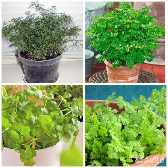 Семена зелени для балкона и подоконника