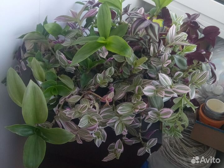 Традесканция