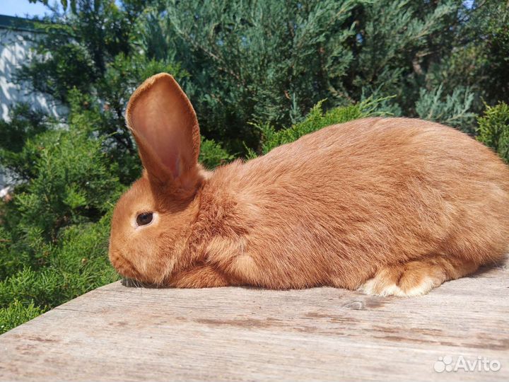 Кролики (мясная порода)