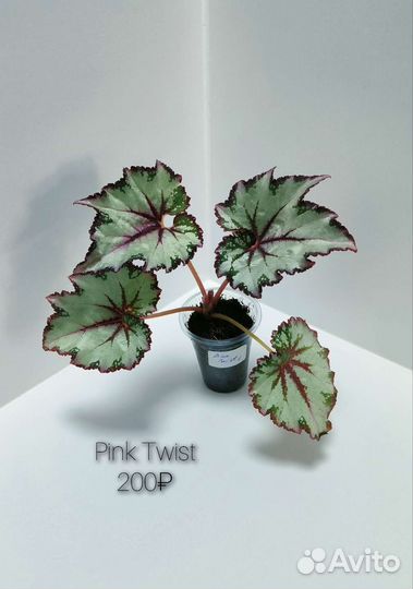 Декоративно-лиственные бегонии