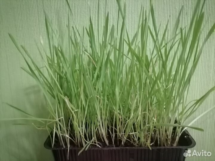 Трава для кошек