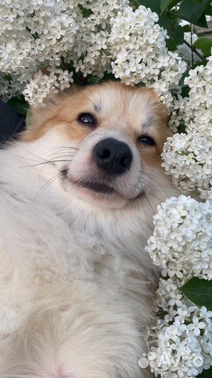 Передержка собак