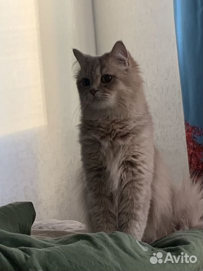Передержка кошек