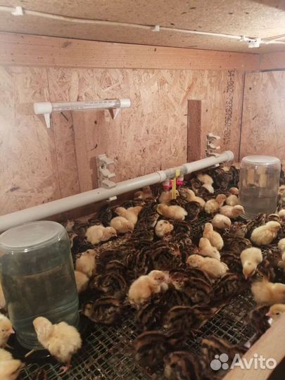 Перепела несушки