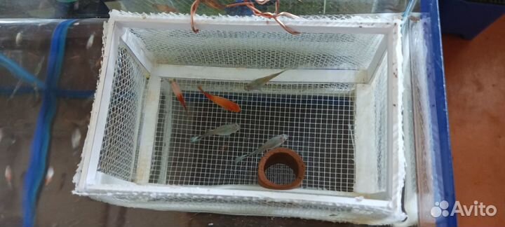 Аквариумные рыбки