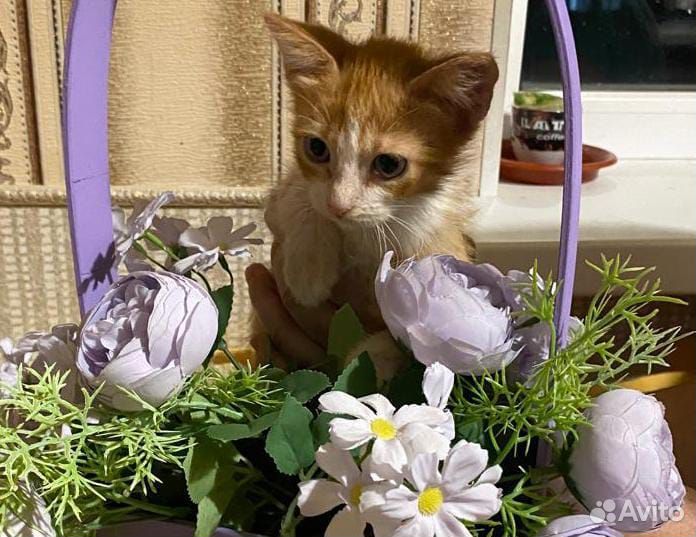 Рыжий котенок девочка