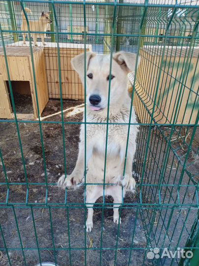 Собаки и щенки из приюта