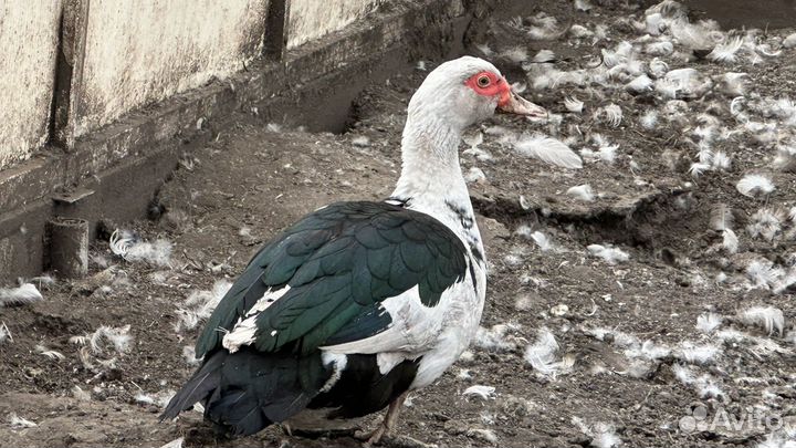 Селезень индоутки