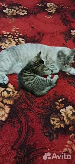 Кошки курильский бобтейл