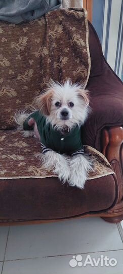 Передержка собак