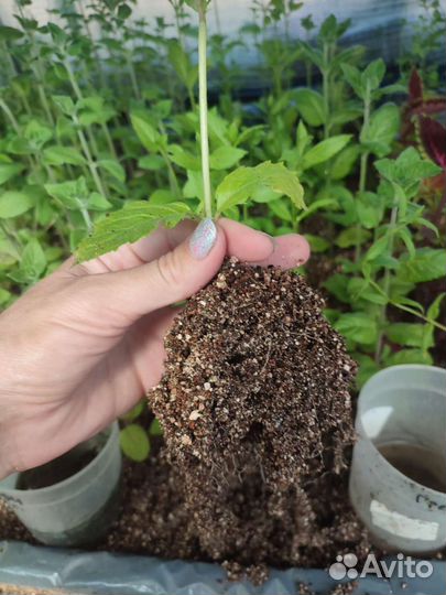 Мята сортовая 40 сортов