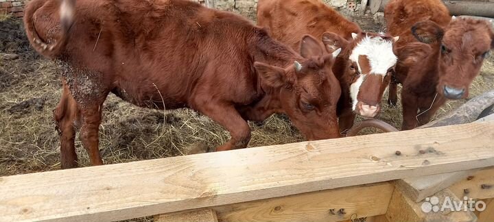 Телята тёлочки