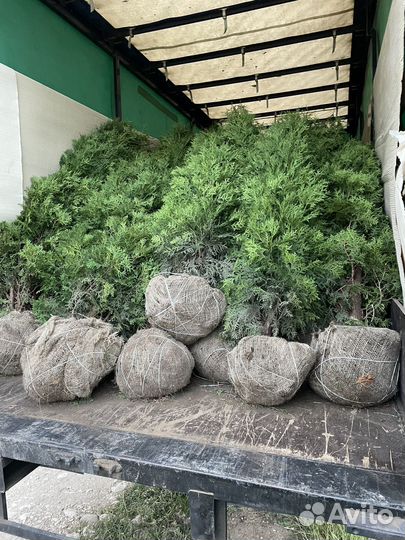 Туи,голубые ели оптом по РФ