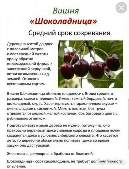 Вишня Шоколадница Владимирская