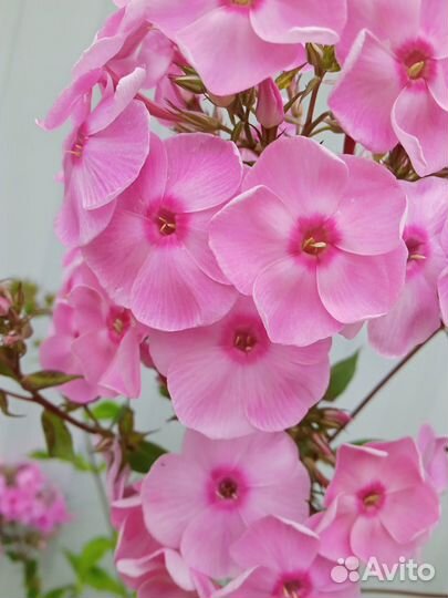 Флоксы трёх видов и ирисы карликовые