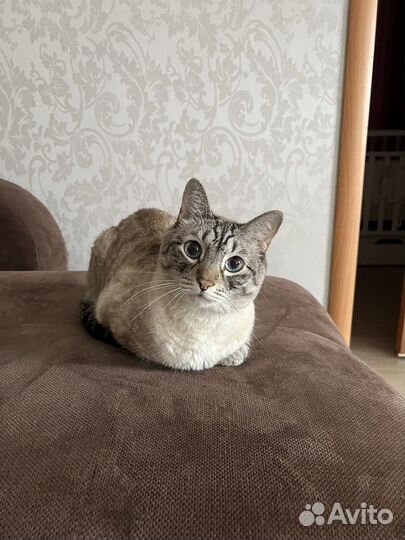 Сиамский кот