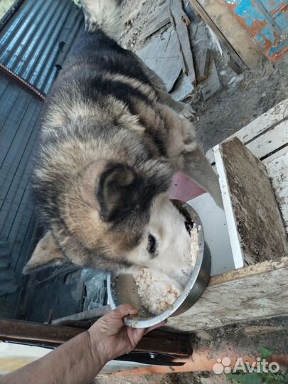 В связи с переездом отдаём собак в добрые руки