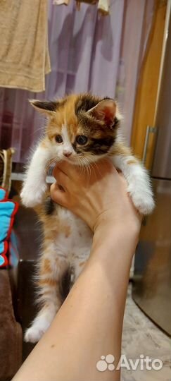 Кошки в добрые руки бесплатно