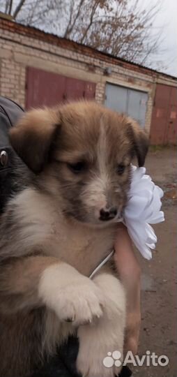 Собака в добрые руки отдам бесплатно