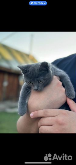 Котенок 2 месяца