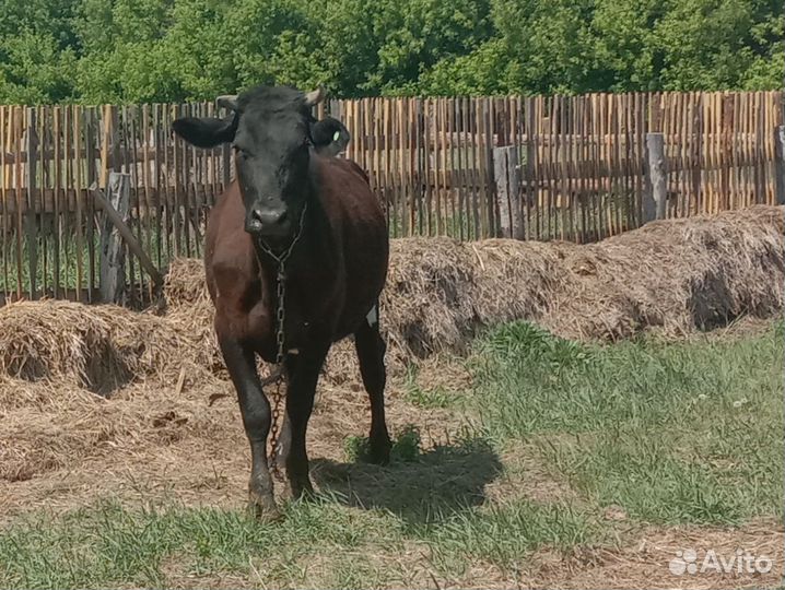 Коровы дойные