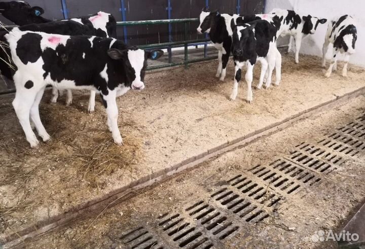 Бычки быки телята