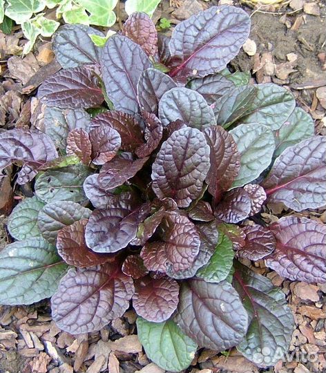 Аюга Атропурпурея (живучка)