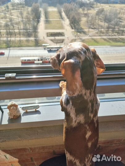 Карликовая такса вязка