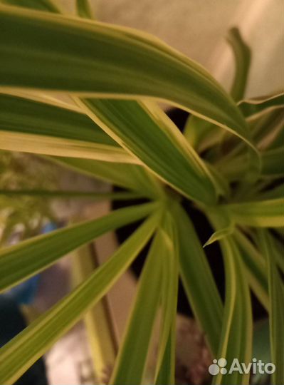 Хлорофитум