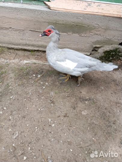 Селезень лаванда