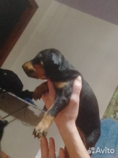 Щенки добермана