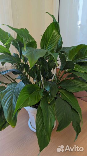 Спатифиллум Время цветения Успевайте