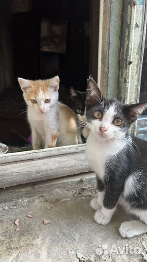 Котята в добрые руки