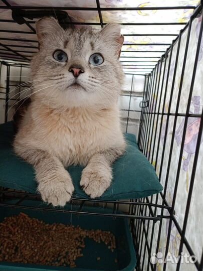 Кошечка ищет дом