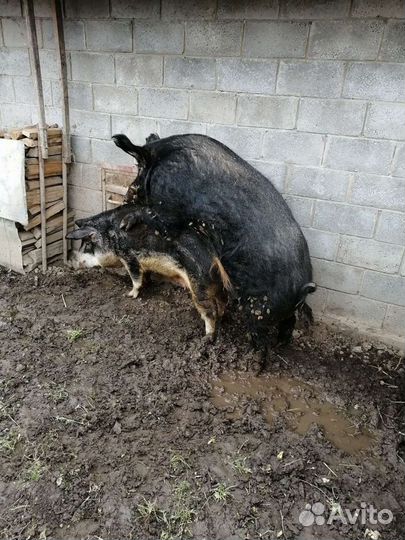 Хряк Гоша Дюрок