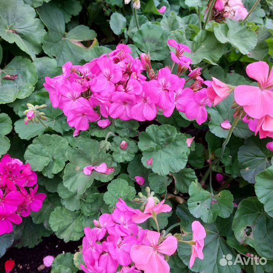Пеларгония розовая второгодка