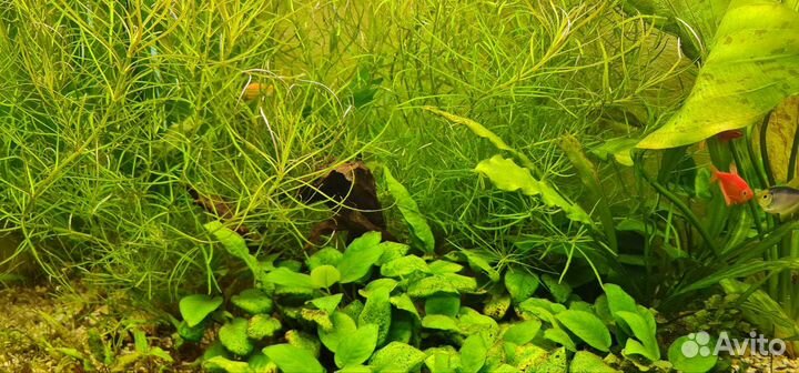 Аквариум под ключ(1100дх400шх510в)