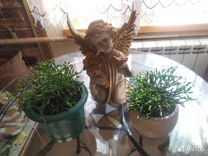 Комнатные растения суккуленты