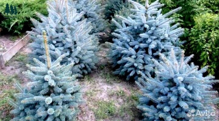 Голубая ель 1,06 м. Питомник