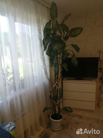 Диффенбахия