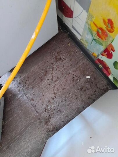 Уничтожение тараканов, клопов, блох, грибка