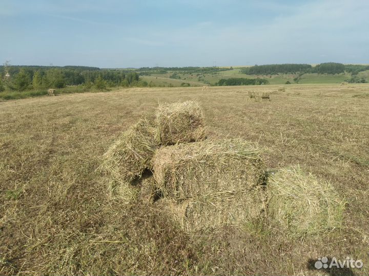 Продам сено в рулонах и тюках