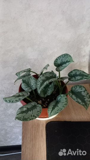 Сциндапсус пиктус