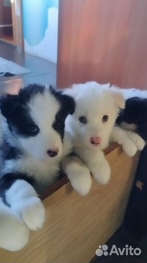 Продам щенков якутской лайки