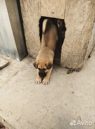 Собака