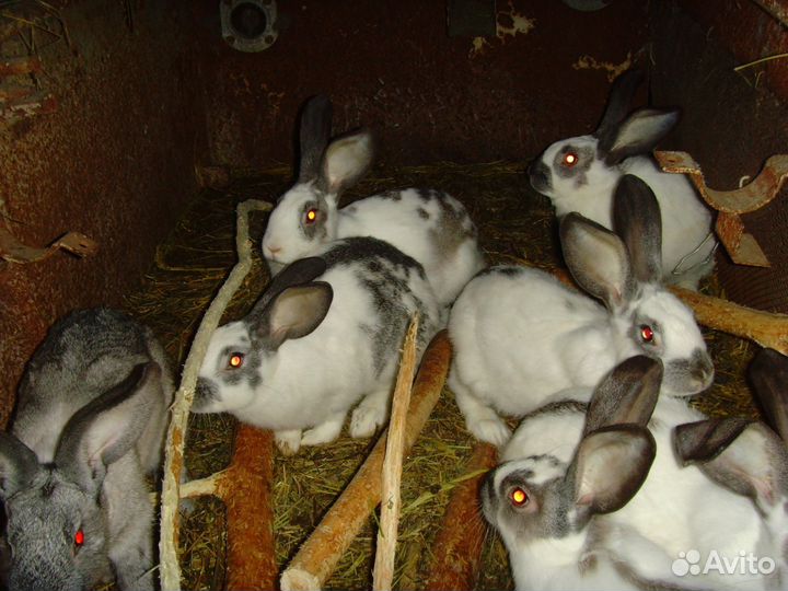 Кролики, крольчата