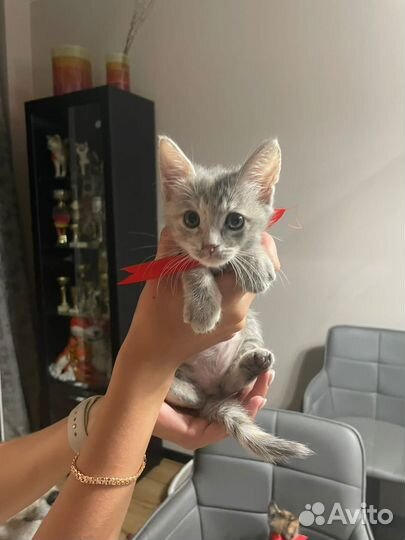 Кошка в дар