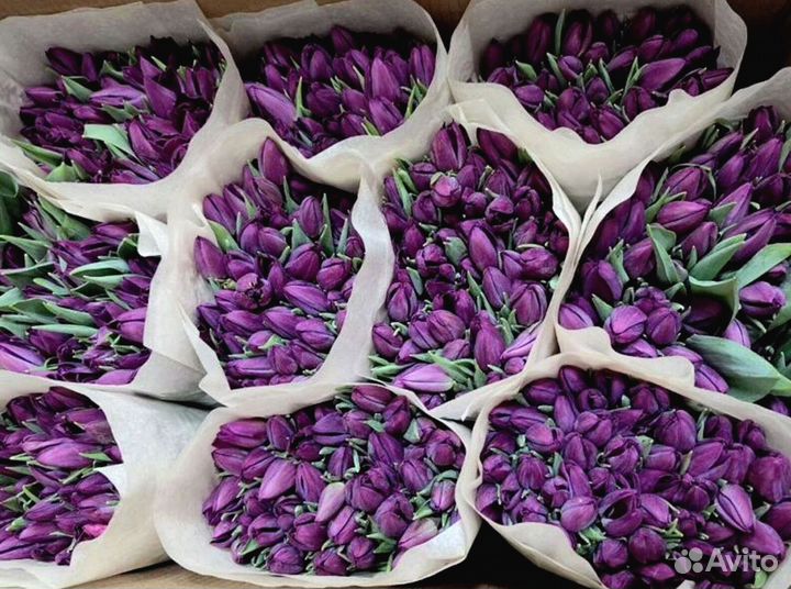 Тюльпаны оптом от производителя